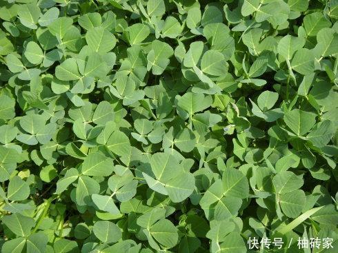 这印度来的野草一斤30,曾是穷人的救命草,拿