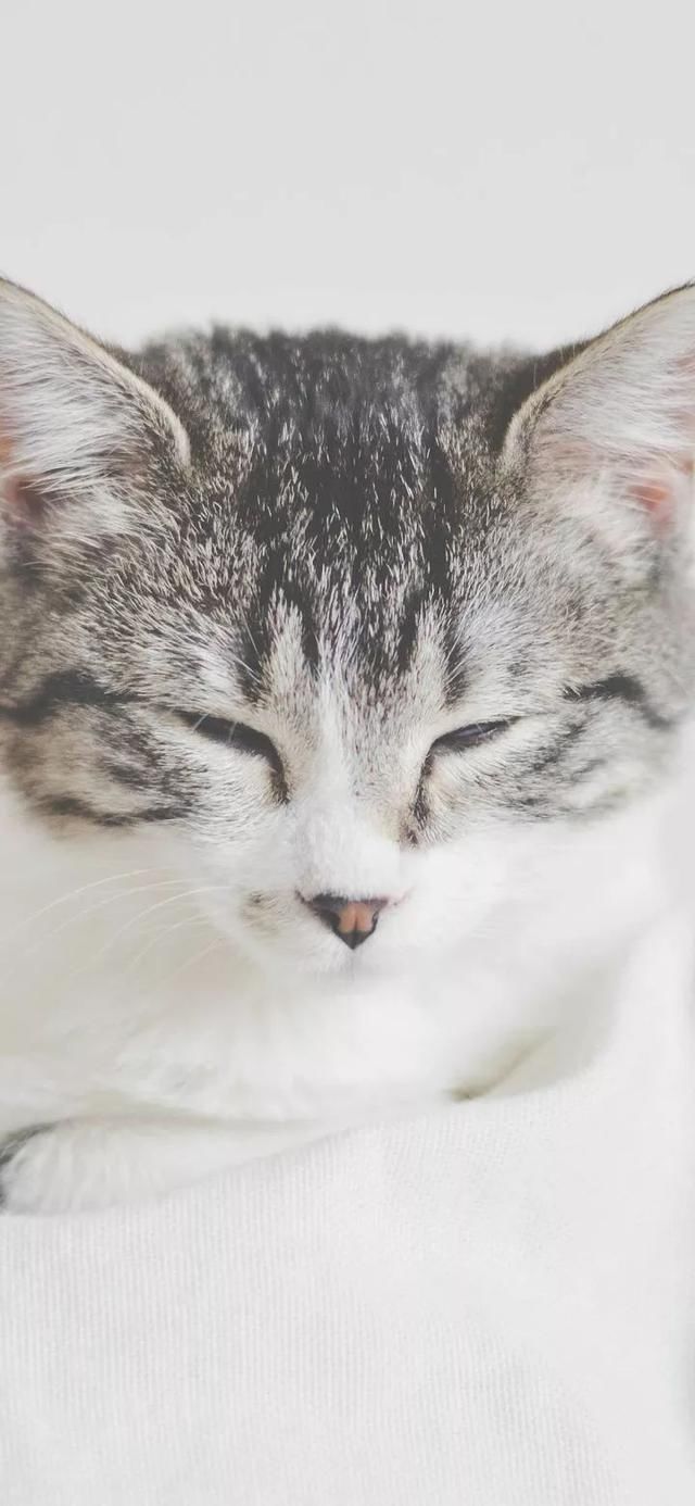  『星球』80张超可爱的猫咪壁纸丨我来自喵星球，来地球只是为了遇见你
