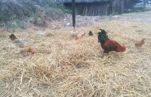  [城里人]曾经在农村很火的“土鸡”，近年来城里人却不买了？专