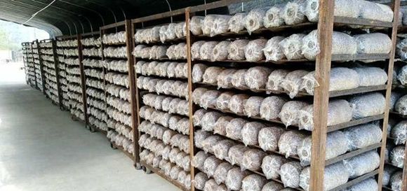  「种植」武隆区双河镇：发展食用菌种植 助推农户增收