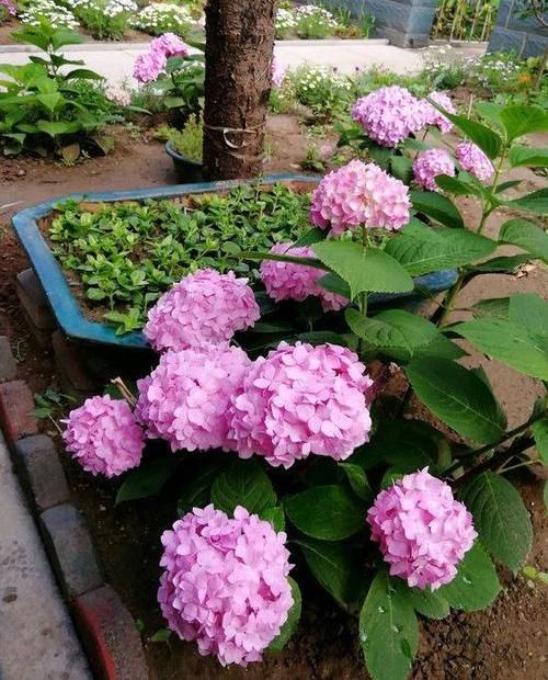 『花养』花养黄叶子,叶子发蔫打卷,5点浇水小窍门,学会了轻松养爆盆