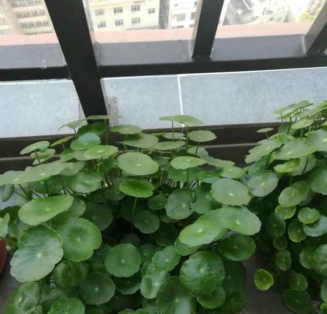  「吉利」家门口摆放什么植物好，放一些这几种花，漂亮环保又吉利，长势旺