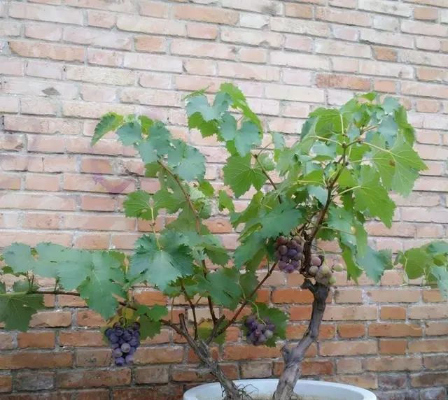  「苗盆栽」家有庭院的人，别荒废了，不妨考虑种植“懒人果树”沾土就结果
