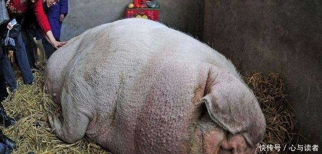 中国猪王重达1500斤,老汉养了10年不愿意卖,一天要吃40斤粮食！