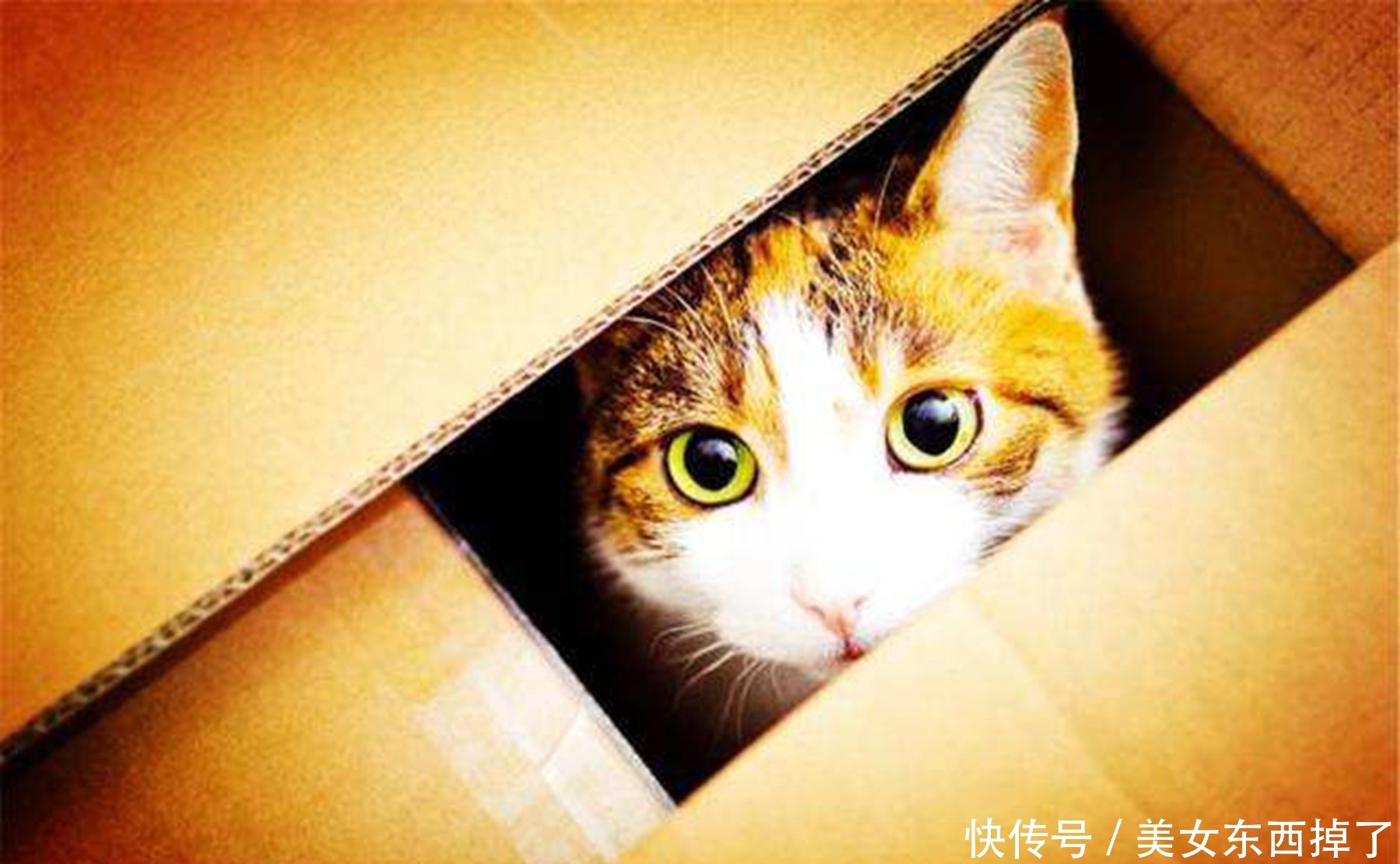 薛定鄂的猫是什么意思?为什么爱因斯坦会