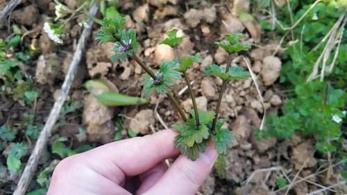 田地里生长的这种野草，农民当做害草除掉，却不知有祛湿的功效