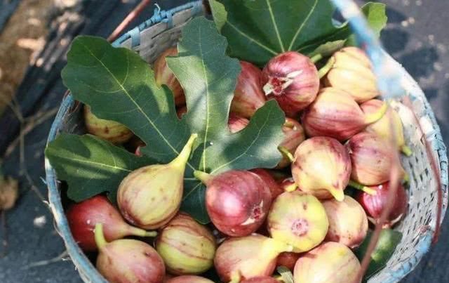  当年■种下当年即可挂果，采摘期长达半年，很多人跟风做采摘园