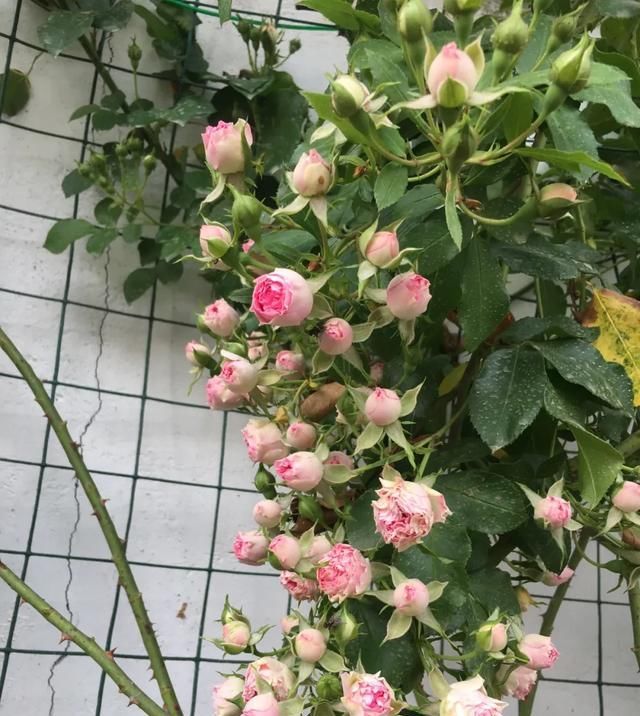  『丰花性好』狼家自育的表现到底如何，戳进来看看花友们的大实话