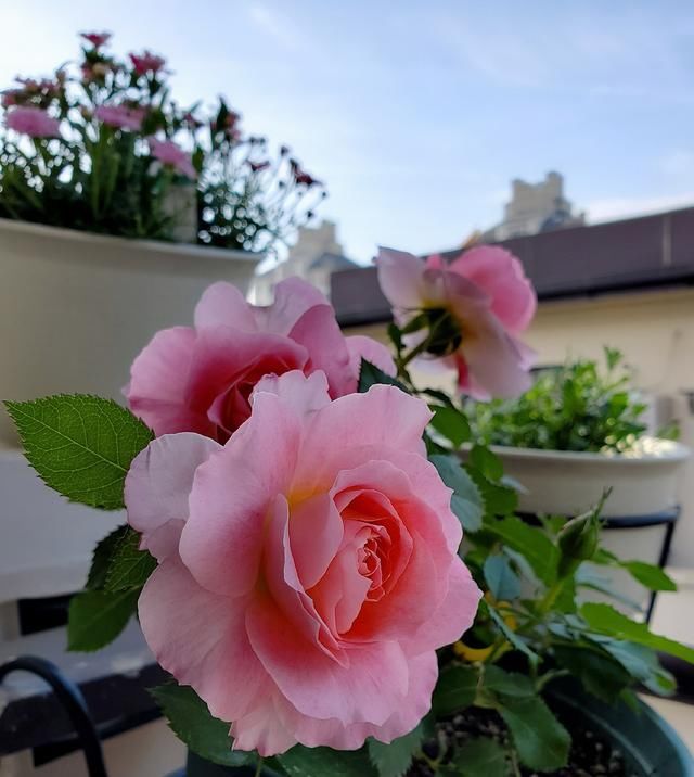  香浓|最像牡丹花的月季，花大色艳香浓，花期长，种植容易，是盆栽佳品