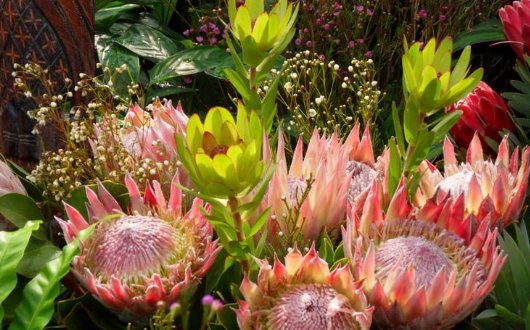  「帝王」此花名为“帝王花”，花语：富贵吉祥，花型奇特，观赏性价值极高