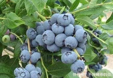  「果实」阳台种了几棵果树，挂果多想吃都能随手摘，好看好养水分十足！