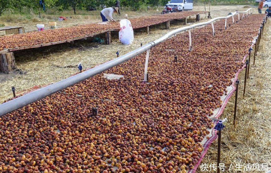 方奇特野果,新鲜无人摘,风干后人人抢,40一斤成