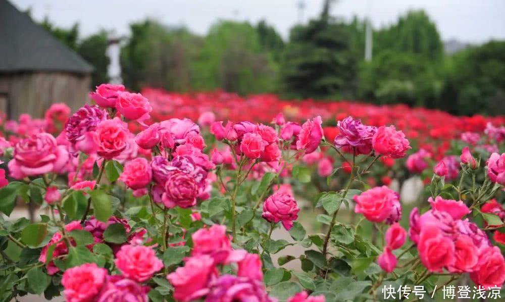 『相拥』郑州绿博园月季花开,云海相拥!