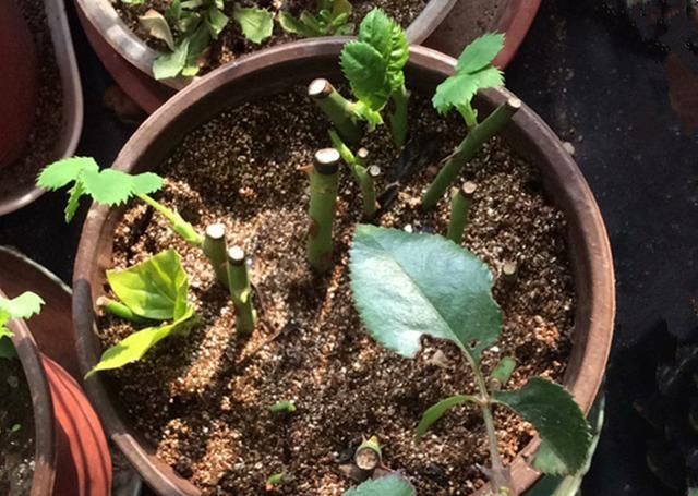  枝条■此法养花真好，不用花钱买，随便掐根枝条，10天就生根，特简单