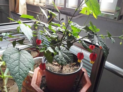  [养护]此新型观赏花卉，养护简单，花朵奇特，观赏价值高，盆栽养花选它