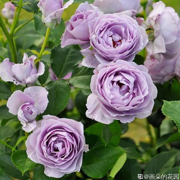 春天@春天是养花的季节,该播种修剪、扦插施肥了,快看你都做了没?