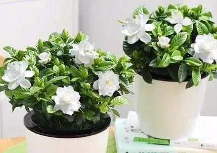  「休息」植物盆栽有讲究，养花都需要注意什么？应该摆放在哪里呢？