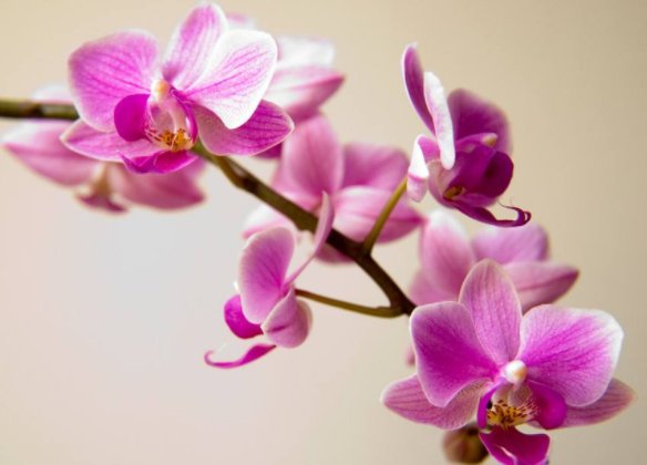  『韵味』这几款花卉，花期长易爆盆，香飘满屋，开花一簇一簇，韵味十足
