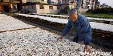 农村5分钱一斤没人要，大爷灵机一动这样加工，人人抢着要！