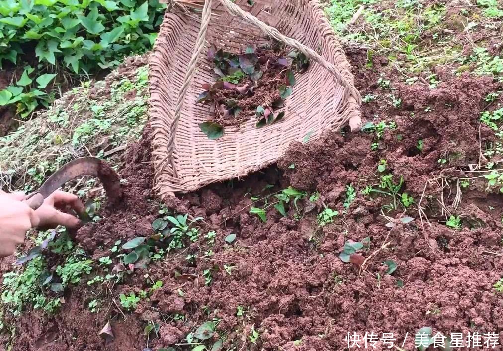 这种野菜就生长在农村田坎上，挖回家凉拌生吃，没肉胜过有肉