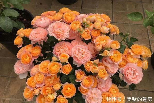 「养花」新手养花,不如养盆花中精品“山茶”,千姿百态,光彩夺目
