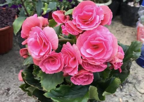  【矮型四季菊】2种花比“月季”漂亮，放在阳台，年年能开花，养20盆也不多！