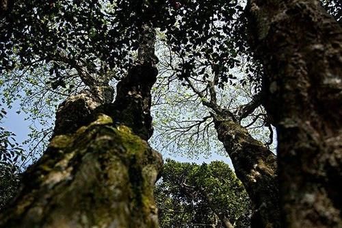  「地球」世界上最稀有的树，被称为“地球独子”，仅剩一棵就在