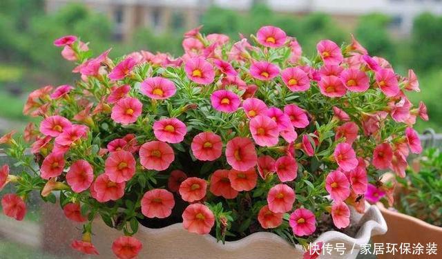 「对光照」这几种花最喜欢“晒太阳”,太阳正旺多晒晒,开花也能变多