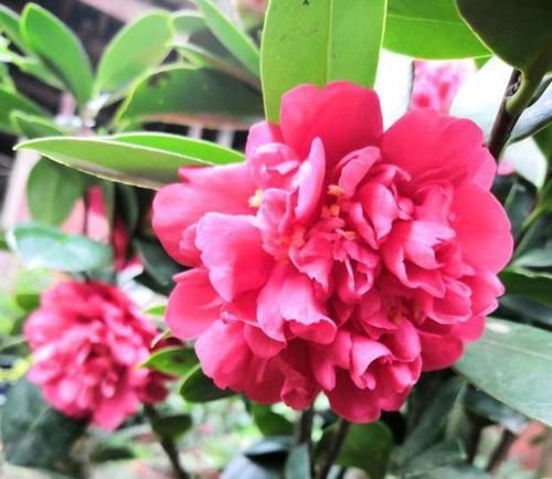  『技巧』茶花养护“小技巧”，做好关键4点，花大色艳，满树都是花