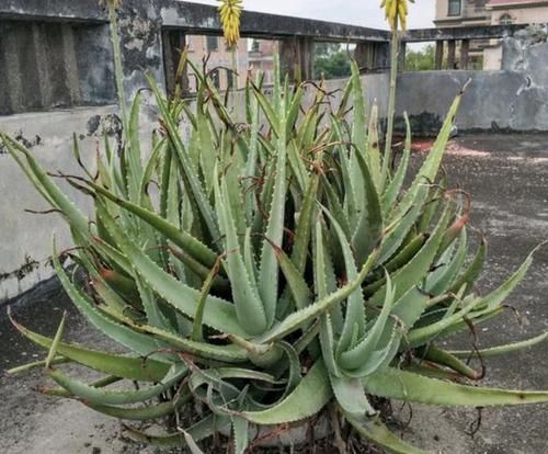  [黄豆]王大姐喜欢芦荟，一养就是10盆，花盆里放上“它”，根系变粗壮！