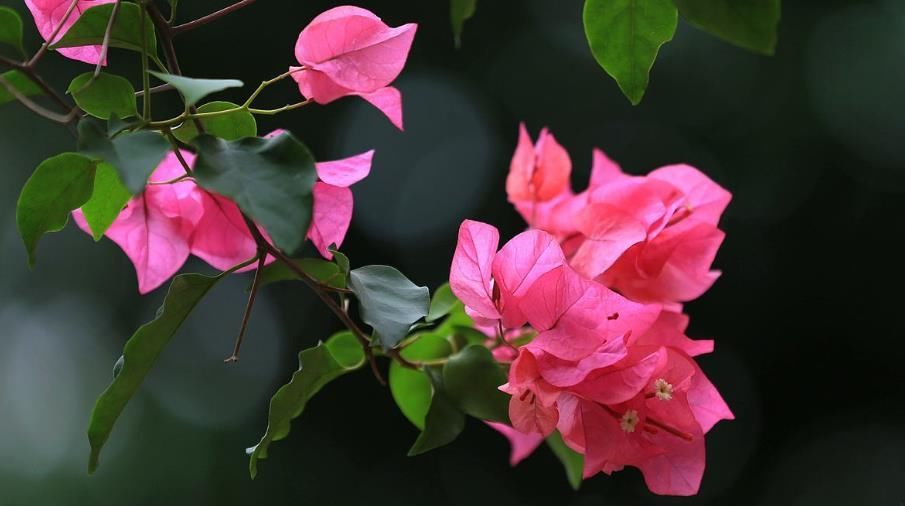 三角梅|盆栽三角梅养护做好这几点,花开满盆
