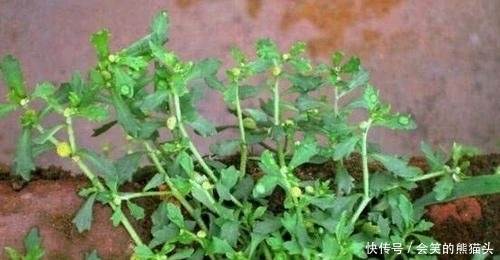 养花久@1种野草,人称“鹅不食”,农民砍了当柴烧,殊不知,能治咳喘