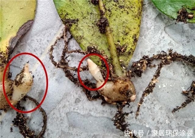  #长寿花#养花技巧：这5种花不用买了，蹭掉的叶子塞盆里，立马又冒一大盆
