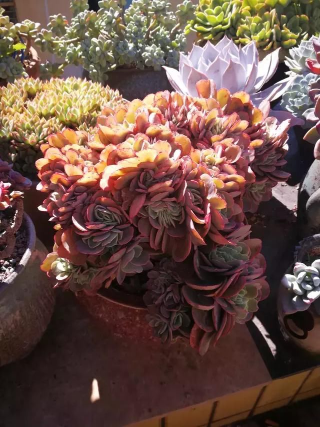 多肉叶插要晒多久 t011c1ea863b061c01d.jpg