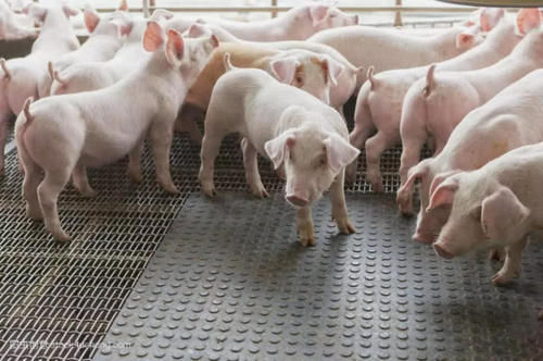 为啥德国人吃猪肉比中国人还厉害？看看他们养猪方式，你就明白了