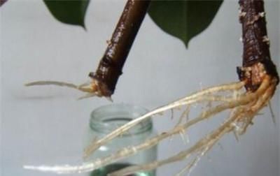  伤口愈合：橡皮树可以水培吗?