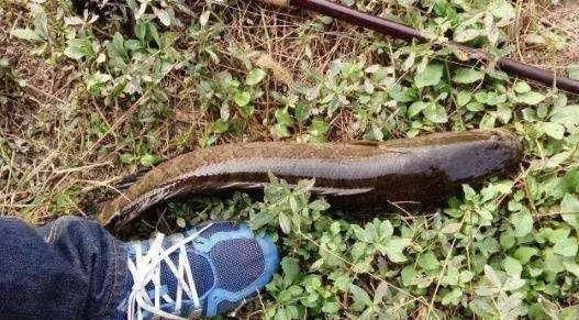 #对后代的保#被称为钓黑鱼最正统的钓法,垂钓时鱼获多多,但是却被大骂缺德