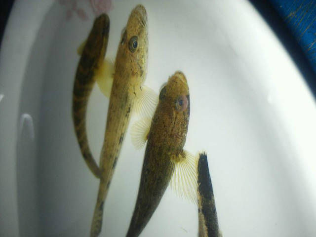  [钓上来]虽然不知道钓上来的都是什么鱼，但是看起来都很好吃的样子！