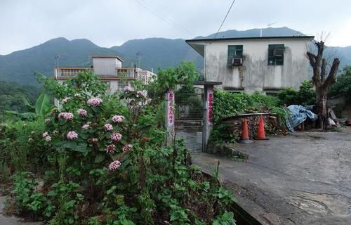  [炖汤]农村一种“牡丹花”，开花有臭味，却有人拿叶子泡茶，用根炖汤