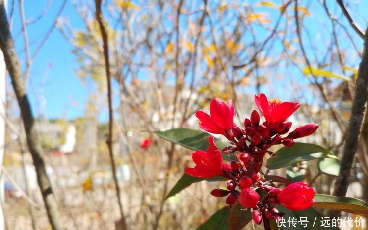 自驾游方便还是跟团游方便？