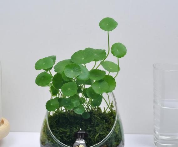 空气凤梨:这“3种花”别错过,自带文艺气息,养家中清新自然,摆哪都合适