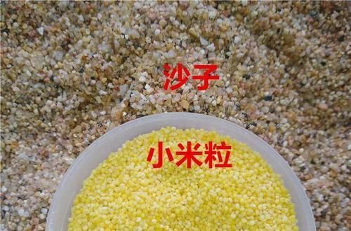  「路边」路边挖点沙子，刚好用来扦插长寿花，省钱还好用！