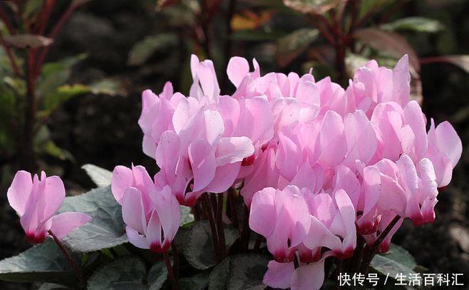  适合：有3种花卉，花色绚丽，花期长，优美妖娆，适合在室内养护和观赏