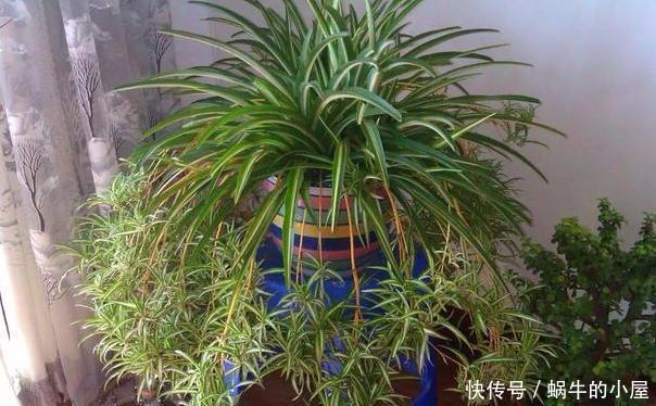 好看:3种植物别再水培了,土培好看又好养,植株长势猛、枝叶繁茂