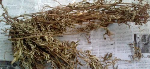  #村民#在农村，种植艾草能赚大钱，这是真的吗？