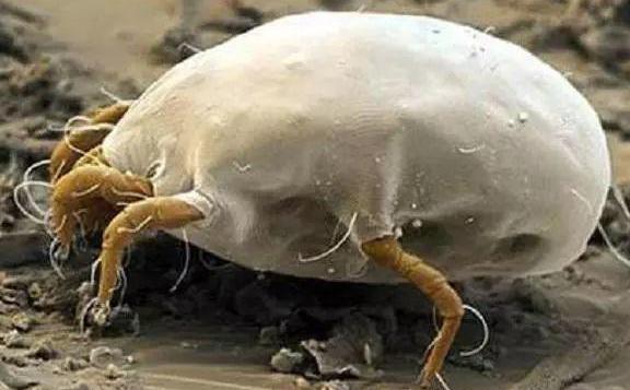 床单上的螨虫居然这么可怕,在怎么科学的除螨虫