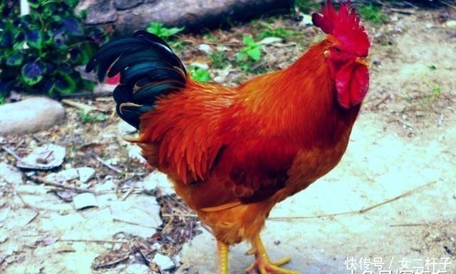  养猪：鸡在农村很常见，但它的寿命又是多少呢？大多都不知道