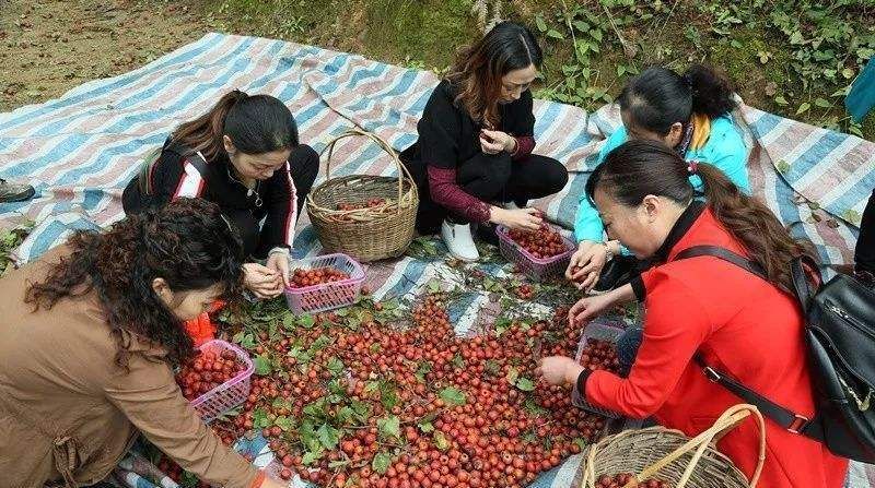  「山楂」过山车式价格，从4毛涨到4元再跌到4毛，“红山”堆积，
