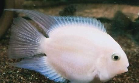  『风靡』风靡国内水族市场的宠儿，新手好养好繁殖的观赏鱼，饲养经验汇总