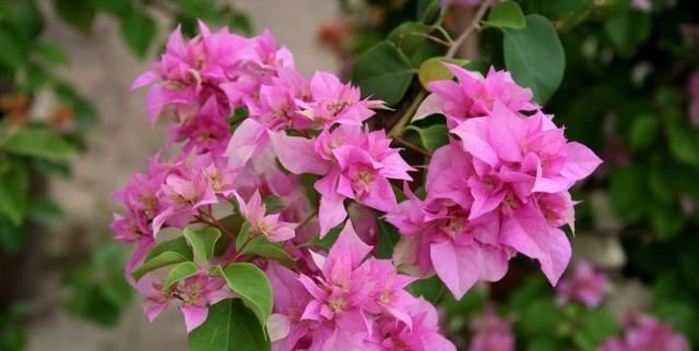 『三角梅』这种三角梅开花性能超好,不用控水也能花开不断!